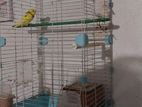 Bird Cage