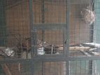 bird cage