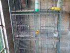 Bird Cage