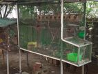 Bird Cage