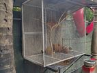 Bird Cage