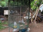 Bird cage