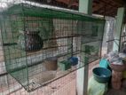 Bird Cage