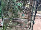 Bird Cage