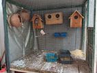 Bird Cage