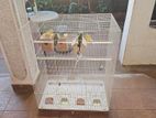 Bird Cage