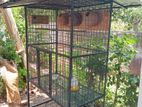 Bird Cage