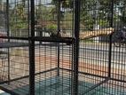 Bird Cages
