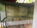 Bird Cage (කුරුලු කූඩුව)