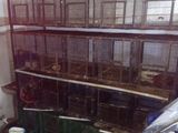 bird cages
