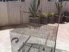 Bird Cages
