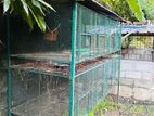 Bird Cages