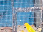 Bird Cage with Birds