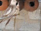 Cockatiel Birds