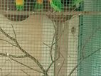 African Love Birds