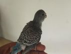 Love Bird