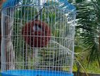 Bird Cage with