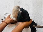 Pigeons