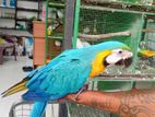 Bird Macaw