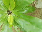 Bird Nest Plant