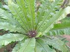 Bird Nest Plants