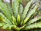 Bird Nest Plants