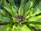 Bird Nest Plants