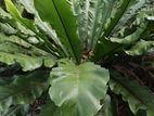 Bird Nest Plants