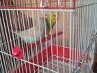 Love birds with Cage