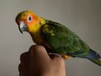 Sun Conure Bird