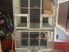 Cockatiel with Cage