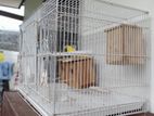 Bird with Cage