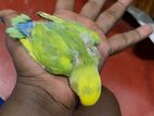 African Love Birds with Cage