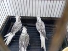 Pigeons