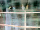 Birds and Cage