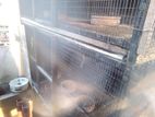 Birds Cage