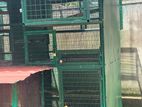 Birds Cage