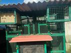 Birds Cage