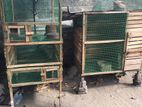 Birds Cage