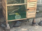 Birds Cage