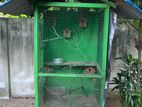 Birds Cage