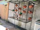 Birds Cage