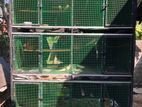 Birds Cage