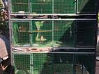 Birds Cage