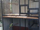 Birds Cage