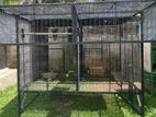 Birds Cage