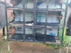 Birds Cage