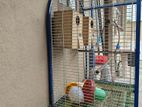 Birds Cage