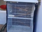 Birds Cage