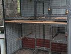 Birds Cage